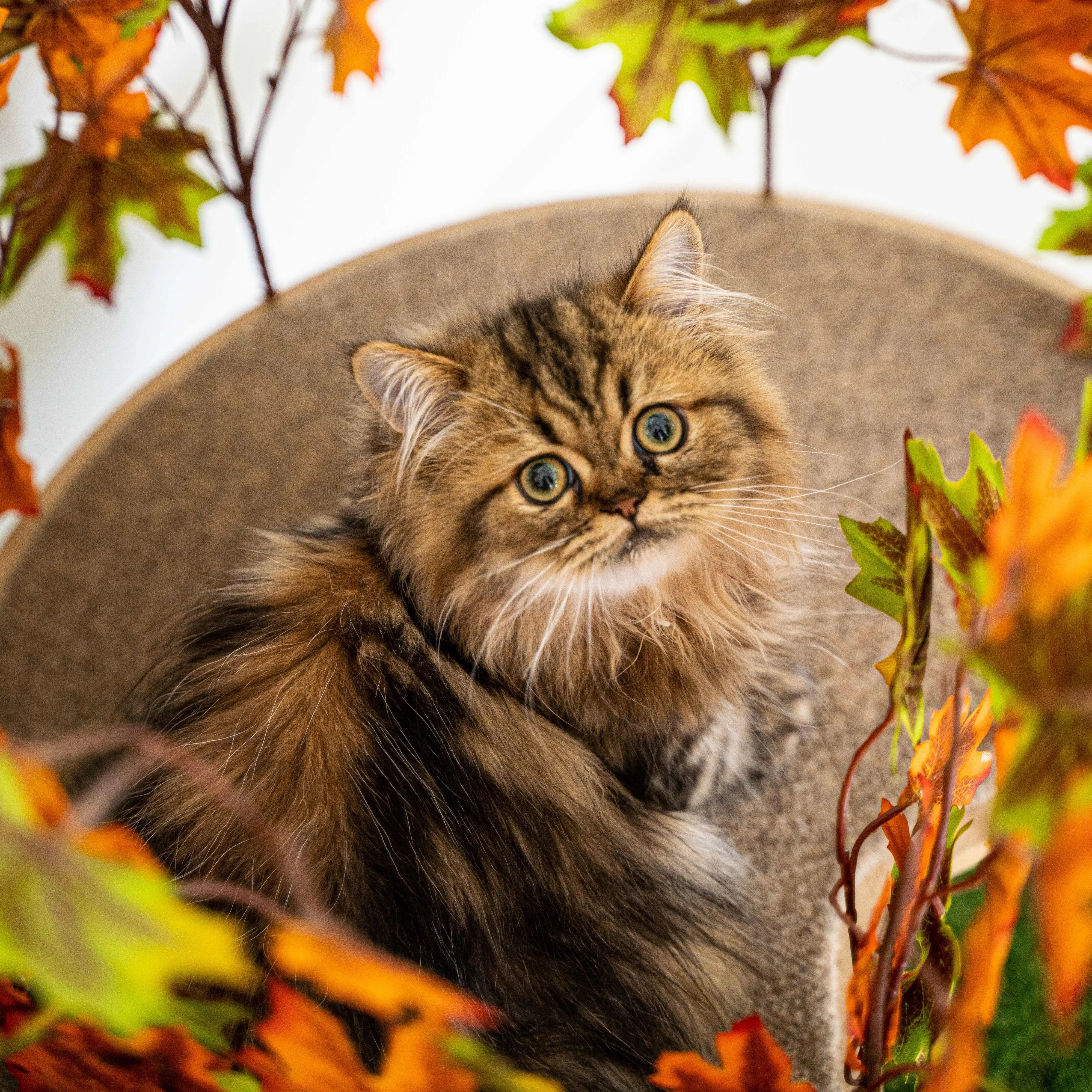 2-ft Interchangeable Leaves Kitty tree w/ Scratching Post In Mixed Maple