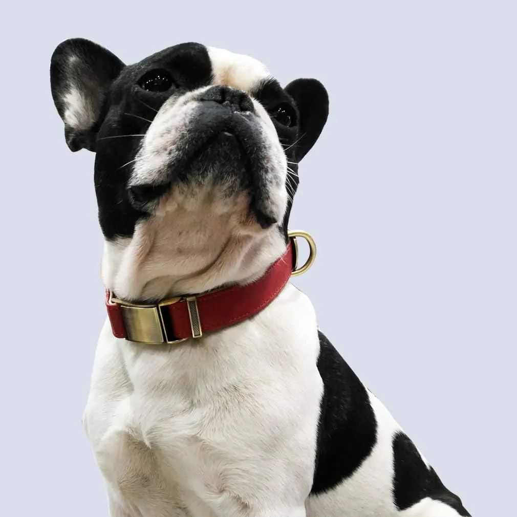 chede Basic Classic Luxury Padded Leather Dog Collar,The Seatbelt Buckle,for Small Medium Large Pets (Small(Pack of 1), Red)