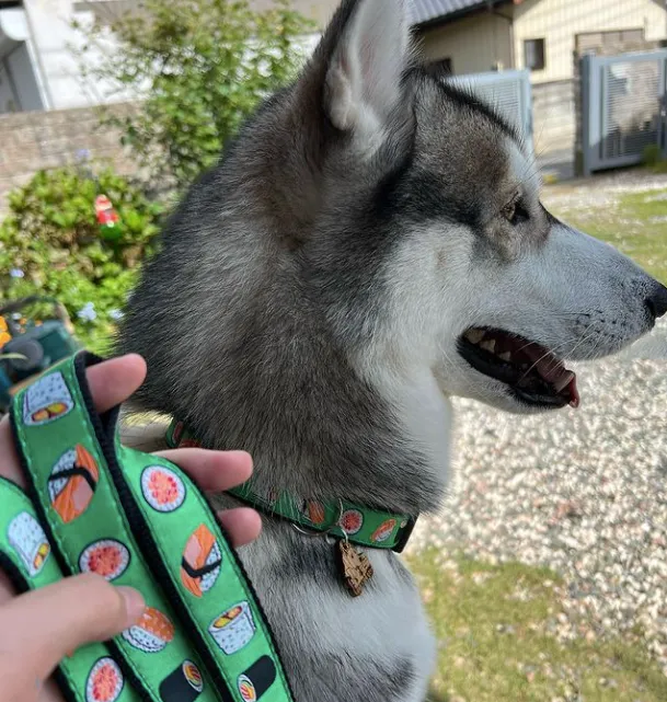 Leash | Sushi