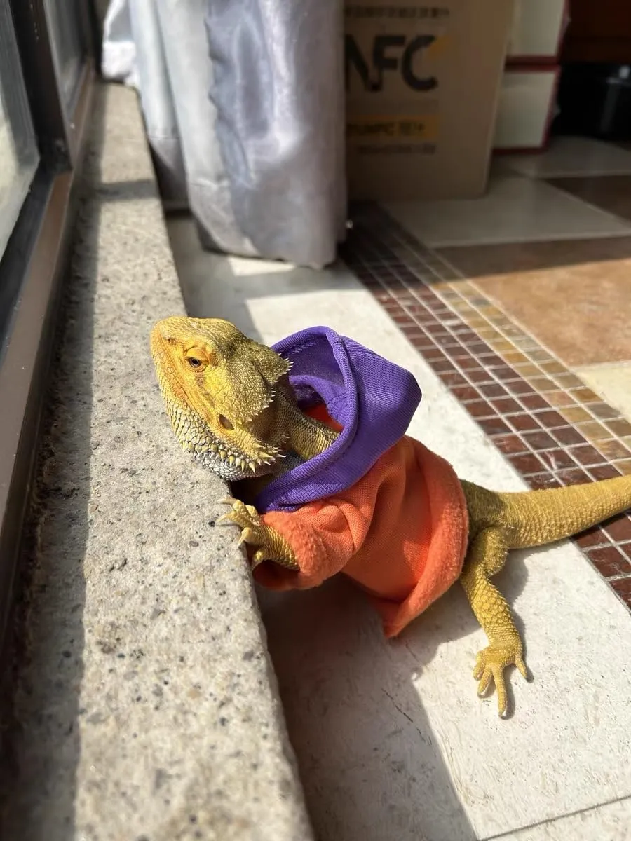 Lizards Clothes for Bearded Dragon - Handmade Cotton Hoodies Warm Sweater Coat Reptiles Apparel Costume Skin Protection Photo for Lizard Bearded Dragon Crested Gecko Chameleon (Orange,Large)