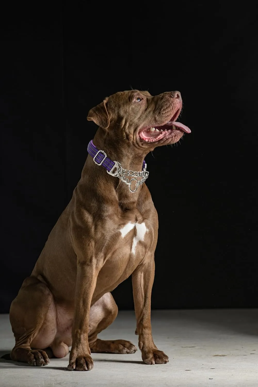 Martingale Collar for Large Dogs, Male Reflective Nylon Dog Chain Collar Escape Proof Heavy Duty Dog Collar with Stainless Steel Chain Adjustable for Medium Large Dogs Orange