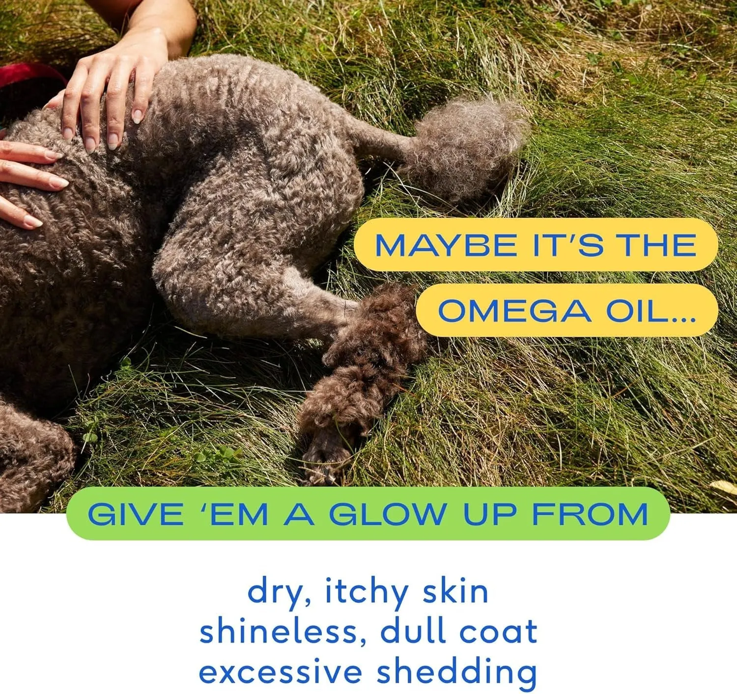 Native Pet Omega 3 Fish Oil for Dogs 8 Oz - Made with Wild Alaskan Salmon Oil for Dogs - EPA DHA - Supports Itchy Skin, Mobility - Liquid Pump Is Easy to Serve - Omega 3 Oil for Dogs