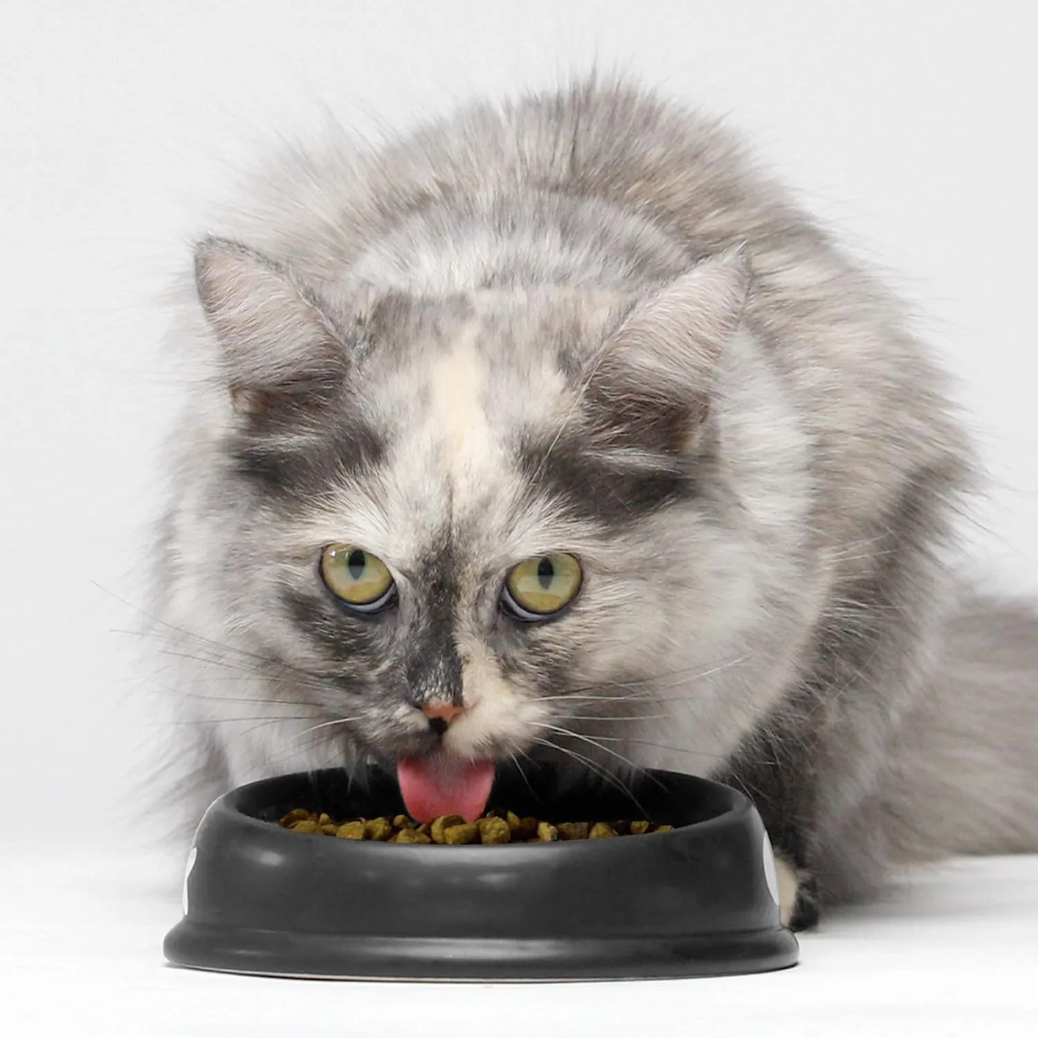 Open Farm Catch-of-The-Season Whitefish Grain-Free Dry Cat Food, Wild-Caught Fish Recipe with Non-GMO Superfoods and No Artificial Flavors or Preservatives, 8 lbs