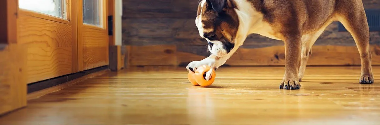 WEST PAW Zogoflex Qwizl Dog Puzzle Treat Toy  Interactive Chew Toy for Dogs  Dispenses Pet Treats  Brightly-Colored Dog Enrichment Toy for Aggressive Chewers, Fetch, Catch, Small 5.5", Tangerine